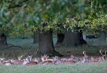 Fallow Deer Resting DM1596