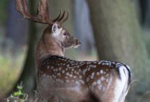 Fallowm Deer  Buck 3 DM0122