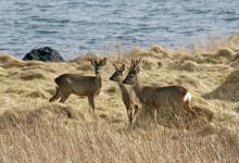 Family Group of Roe Deer  Islay  1   2010
