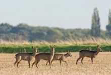 Four Roe Deer DM0133