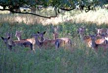 Group of Fallow Deer DM1597