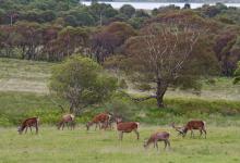 Group of Red Stags in Velvet DM0110