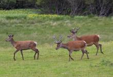 Group of Red Stags in Velvet DM1112