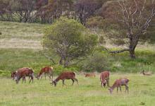 Group of Red Stags in Velvet on Mull DM1110