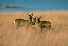 Group of Roe Deer Islay 4