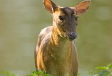 Muntjac Deer