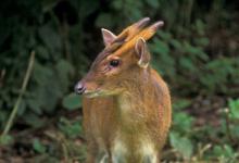 Muntjac DM0662