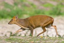 Muntjac Deer 3 DM0123