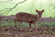 Muntjac 5 tif