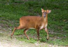 Muntjac Deer DM0633