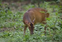 Muntjac Deer DM0634