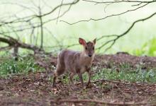 Muntjac 1