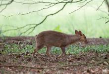 Muntjac 2