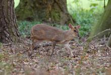 Muntjac 3