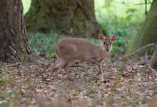 Muntjac 4