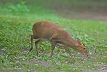 Muntjac Deer DM0659