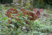 Muntjac 4