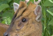 Muntjac