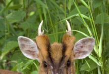 Muntjac