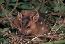 Muntjac Deer Fawn DM0135