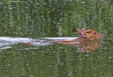 Muntjac Deer Swimming  DM0661