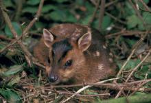 Muntjac Fawn DM0660