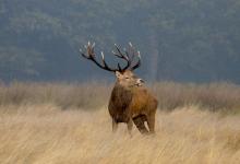 Red Stag