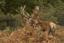 Red  Deer Stag 5 DM0126