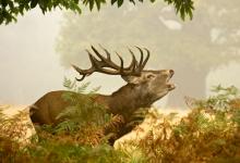 Red  Deer Stag 6 DM0127