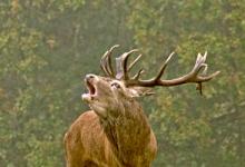 Red  Deer Stag DM0136