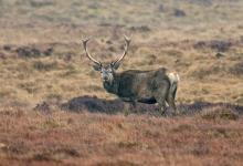 Red Stag Islay 1