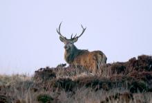 Red stag, Islay 2