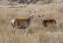 Red Hind and Calf  Jura  1   2010