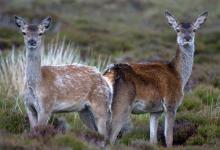 Red Hinds, N Uist 3