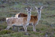 Red Hinds, N Uist 4