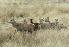 Red Hinds and Calves  Jura  1   2010