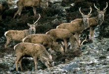 Red Deer Scotland DM0666