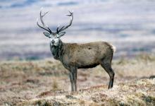 Red Stag  Islay  3  2010