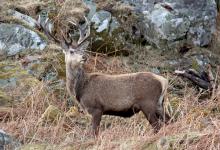 Red Stag  Islay  4  2010