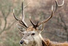 Red Stag  Jura  2  2010