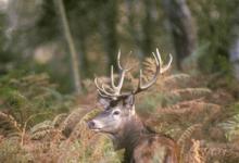 Red Deer Stag DM0667