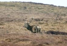 Red Stag, Islay 1