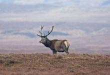 Red Stag, Islay 4