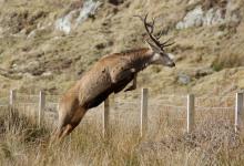 Red Stag Leaping Fence  Jura  1   2010