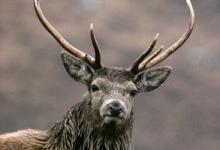 Red Deer Stag Scotland DM0646
