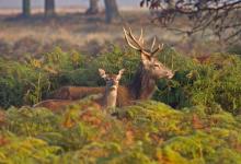 Red Stag and Hind