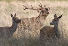 Red Stag and Hinds