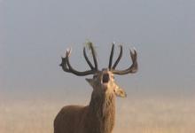 Red Stag in Mist