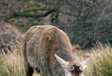 Red Stag Cast Antlers   Islay  2  2010