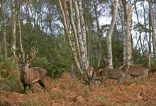 Red Deer Stag with Hinds DM0718